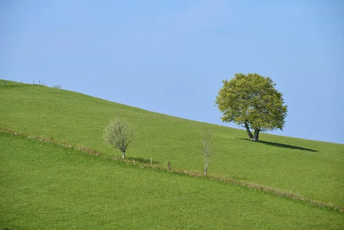 Gerahmter Druck : Wiese mit Buchenbaum im Frühling. Gerahmter Druck : Wiese mit Buchenbaum im Frühling.
