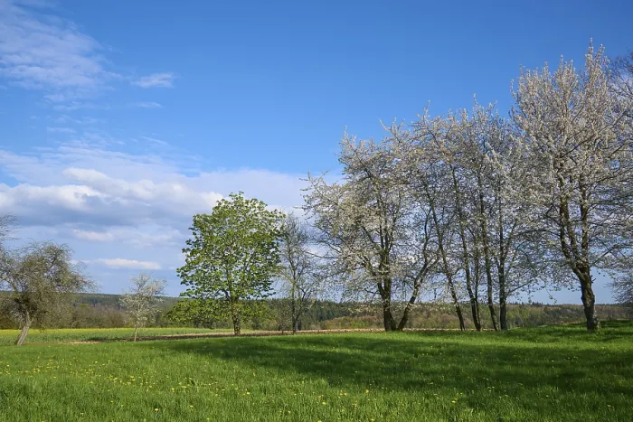 Gerahmter Druck : Wiese, Blühend, Kirschbaum, Baumreihe Gerahmter Druck : Wiese, Blühend, Kirschbaum, Baumreihe