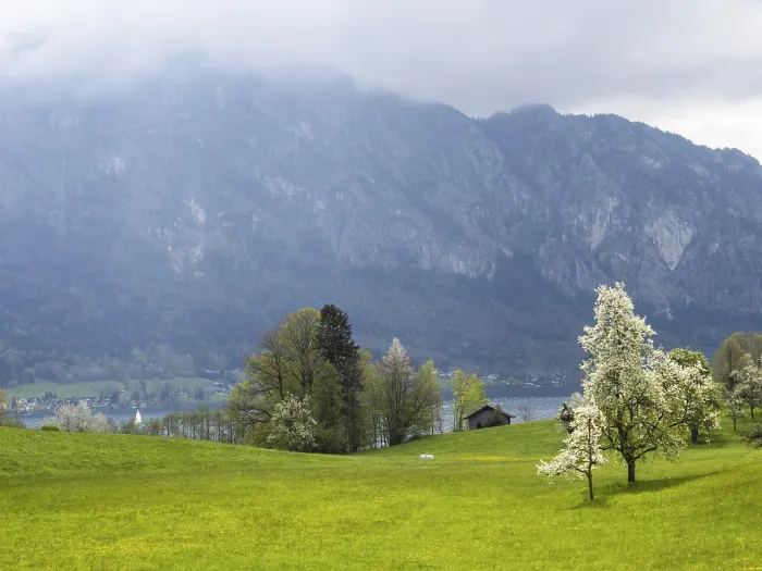 Gerahmter Druck : Wiese mit blühenden Fruchtbaumen. Gerahmter Druck : Wiese mit blühenden Fruchtbaumen.