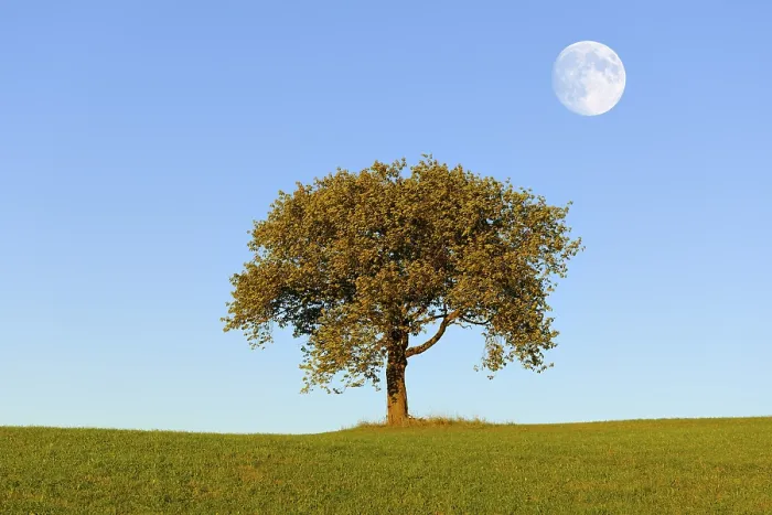 Gerahmter Druck : Wiese mit Kirschbaum und Mond.