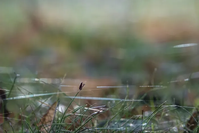 Gerahmter Druck : Wiese mit Spinnwebfäden, Herbst, Deutschland. Gerahmter Druck : Wiese mit Spinnwebfäden, Herbst, Deutschland.