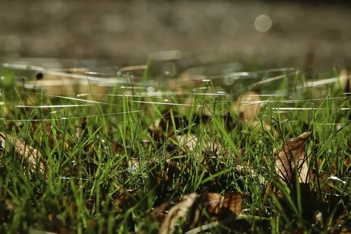 Gerahmter Druck : Wiese mit Spinnwebfäden, Herbst, Deutschland. Gerahmter Druck : Wiese mit Spinnwebfäden, Herbst, Deutschland.