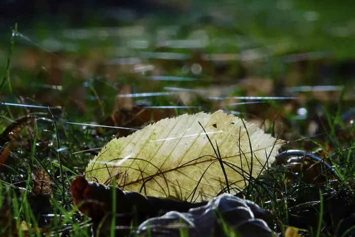 Gerahmter Druck : Wiese mit Spinnwebfäden, Herbst, Deutschland Gerahmter Druck : Wiese mit Spinnwebfäden, Herbst, Deutschland