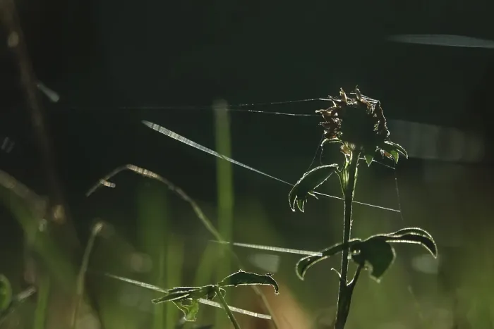 Gerahmter Druck : Moor mit Spinnwebfäden, Herbst, Deutschland Gerahmter Druck : Moor mit Spinnwebfäden, Herbst, Deutschland
