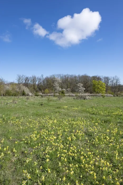 Gerahmter Druck : Wiese mit gelber Klee (Primula veris) Gerahmter Druck : Wiese mit gelber Klee (Primula veris)