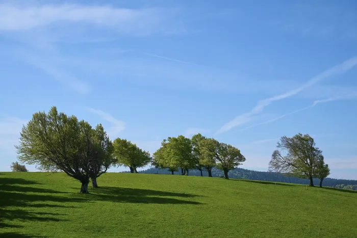 Gerahmter Druck : Wiese mit Kupferbeechen im Frühling. Gerahmter Druck : Wiese mit Kupferbeechen im Frühling.