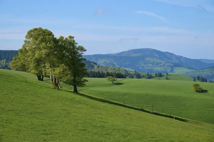 Gerahmter Druck : Meadow mit Kupferbeechen im Frühling, Schauinsland, Freiburg im Breisgau, Schwarzwald, Baden-Württemberg Gerahmter Druck : Meadow mit Kupferbeechen im Frühling, Schauinsland, Freiburg im Breisgau, Schwarzwald, Baden-Württemberg