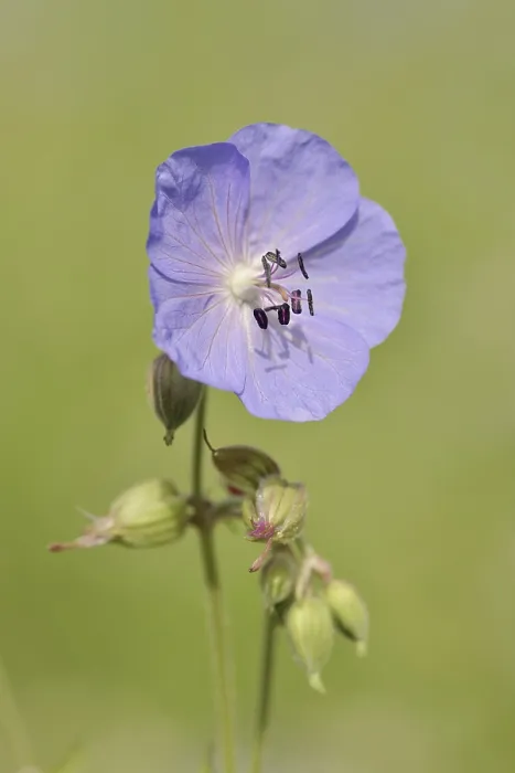 Gerahmter Druck : Weide-Scharbockskraut (Geranium pratense) Gerahmter Druck : Weide-Scharbockskraut (Geranium pratense)