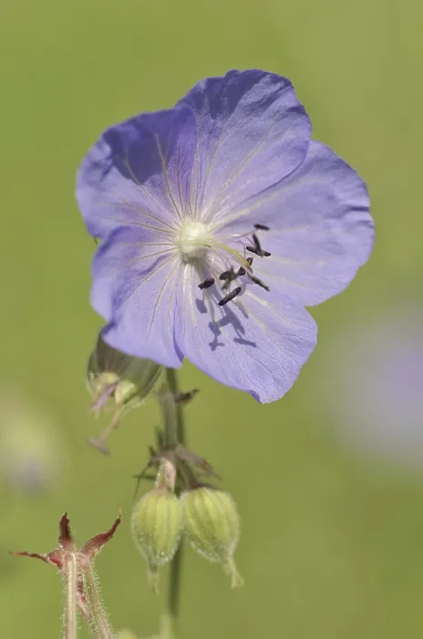 Gerahmter Druck : Wiesen-Stechginster (Geranium pratense) Gerahmter Druck : Wiesen-Stechginster (Geranium pratense)