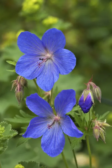 Gerahmter Druck : Mohnblumen-Knabenkraut (Geranium pratense) Gerahmter Druck : Mohnblumen-Knabenkraut (Geranium pratense)