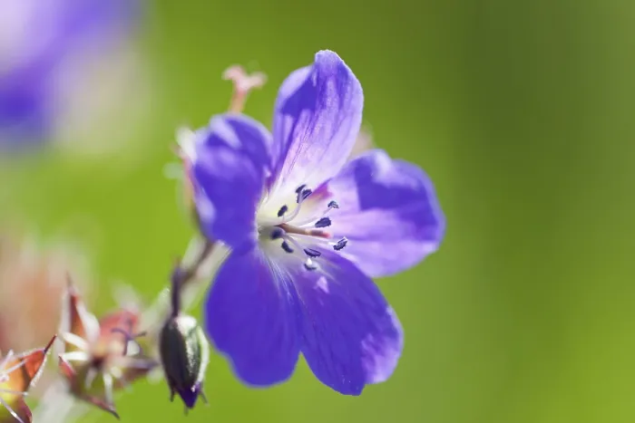 Gerahmter Druck : Wiesen-Stechginster (Geranium pratense) Gerahmter Druck : Wiesen-Stechginster (Geranium pratense)