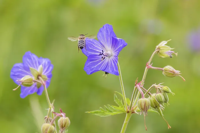 Gerahmter Druck : Wiesen-Stechginster (Geranium pratense)