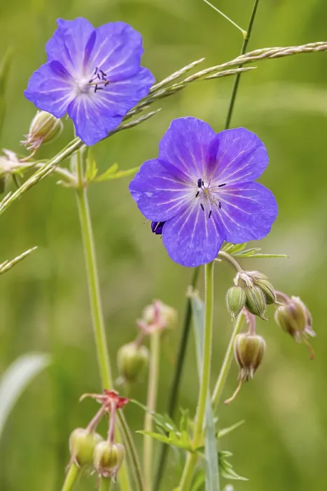 Gerahmter Druck : Mohnblumen-Schwalbenkraut (Geranium pratense) Gerahmter Druck : Mohnblumen-Schwalbenkraut (Geranium pratense)