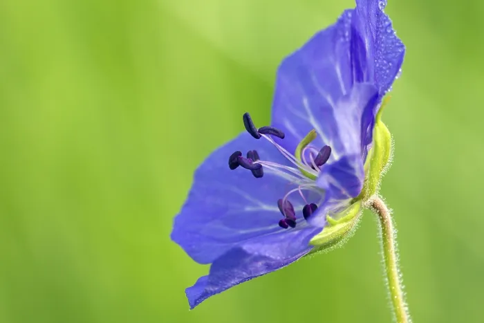 Gerahmter Druck : Wiesen-Schwanenblume, (Geranium pratense) Gerahmter Druck : Wiesen-Schwanenblume, (Geranium pratense)