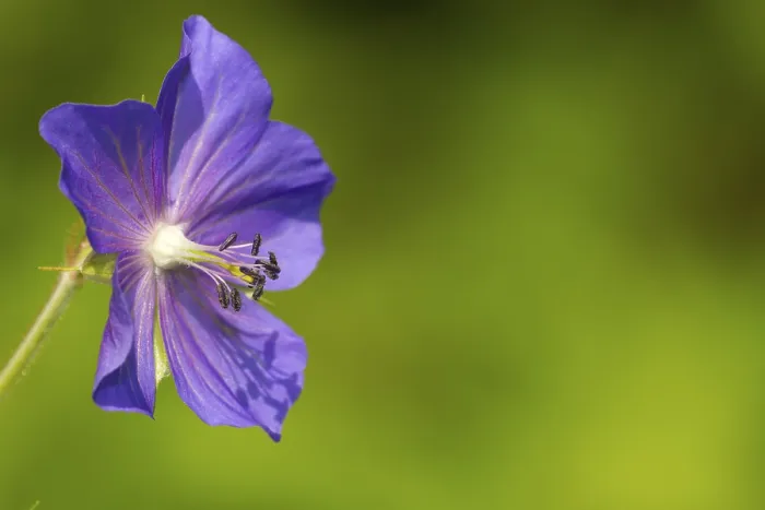 Gerahmter Druck : Weide-Schuppenblume, Geranium pratense Gerahmter Druck : Weide-Schuppenblume, Geranium pratense