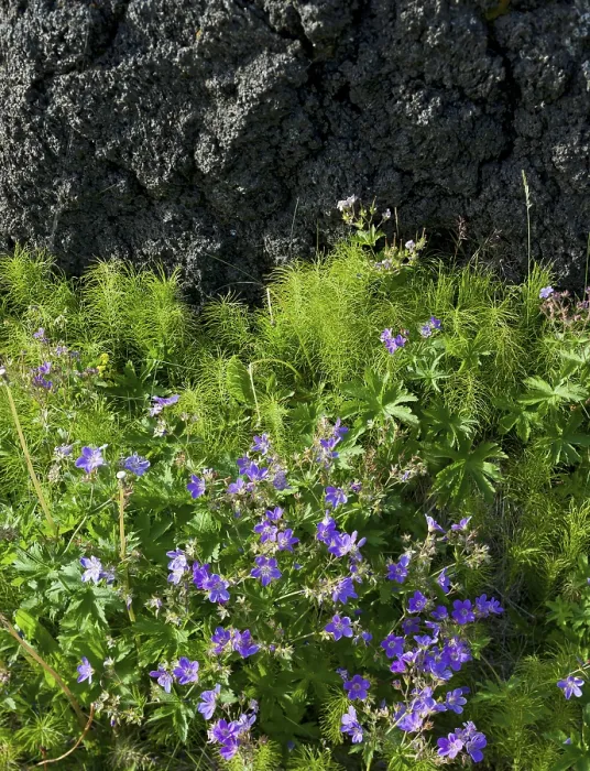 Gerahmter Druck : Wiesen-Stechginster (Geranium pratense) Gerahmter Druck : Wiesen-Stechginster (Geranium pratense)