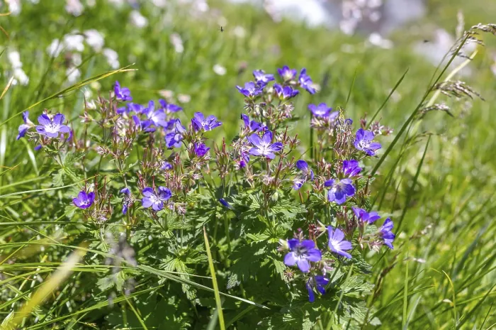 Gerahmter Druck : Wiesen-Stechginster (Geranium pratense) Gerahmter Druck : Wiesen-Stechginster (Geranium pratense)