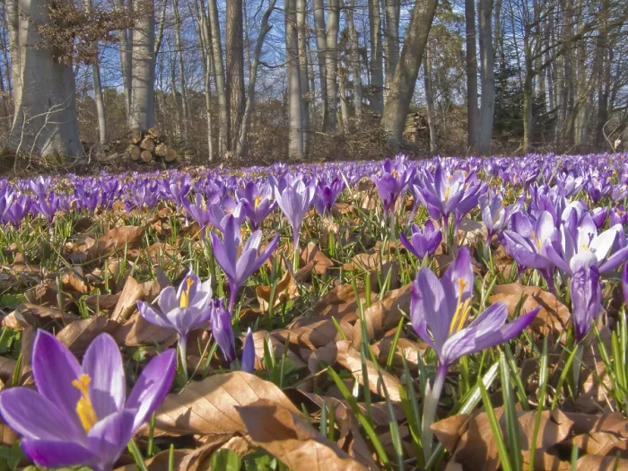 Gerahmter Druck : Wiese mit Crocus (Crocus) in Bad Teinach Gerahmter Druck : Wiese mit Crocus (Crocus) in Bad Teinach