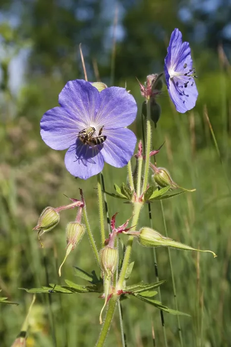 Gerahmter Druck : Moor-Beinchen (Geranium pratense) Gerahmter Druck : Moor-Beinchen (Geranium pratense)