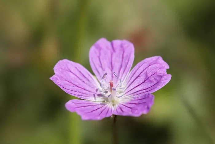 Gerahmter Druck : Wiesen-Geranie (Geranium pratense) Deutschland Gerahmter Druck : Wiesen-Geranie (Geranium pratense) Deutschland