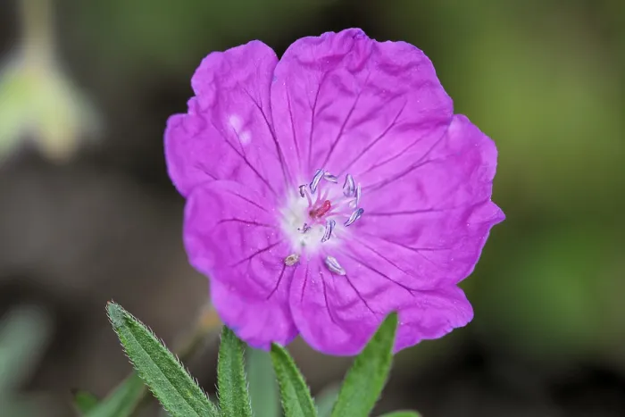 Gerahmter Druck : Mohnblumen-Geranie (Geranium pratense) Deutschland Gerahmter Druck : Mohnblumen-Geranie (Geranium pratense) Deutschland