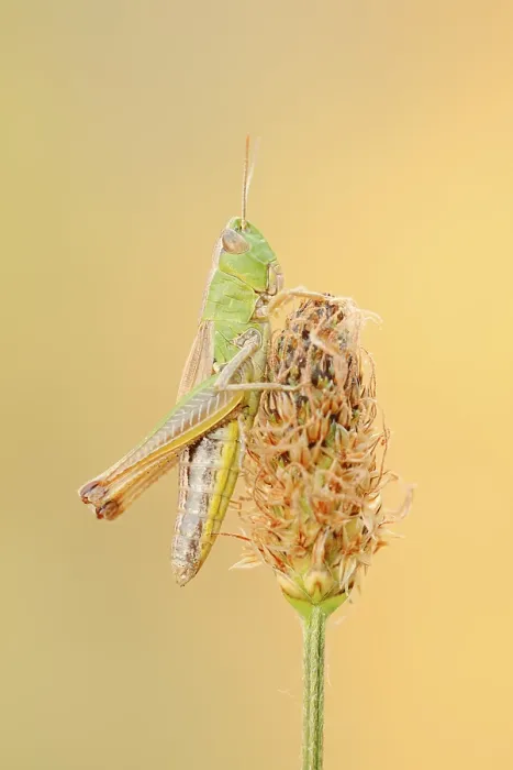 Gerahmter Druck : Wiesengrashüpfer (Chorthippus parallelus)