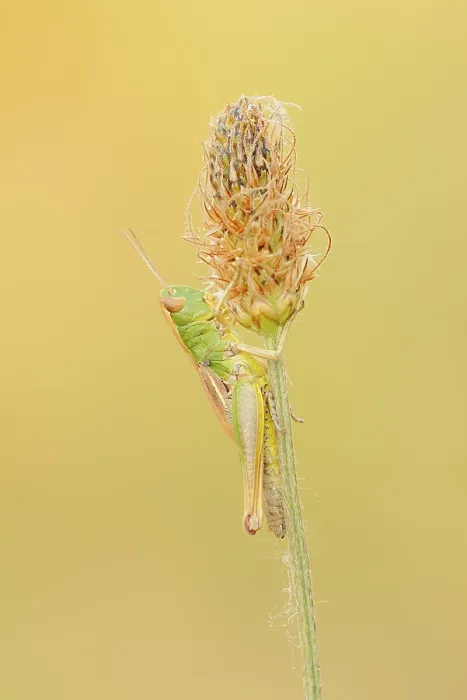 Gerahmter Druck : Wiesengrashüpfer (Chorthippus parallelus) Gerahmter Druck : Wiesengrashüpfer (Chorthippus parallelus)