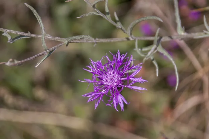 Gerahmter Druck : Mähder Knapstrauch (Centaurea jacea) Gerahmter Druck : Mähder Knapstrauch (Centaurea jacea)