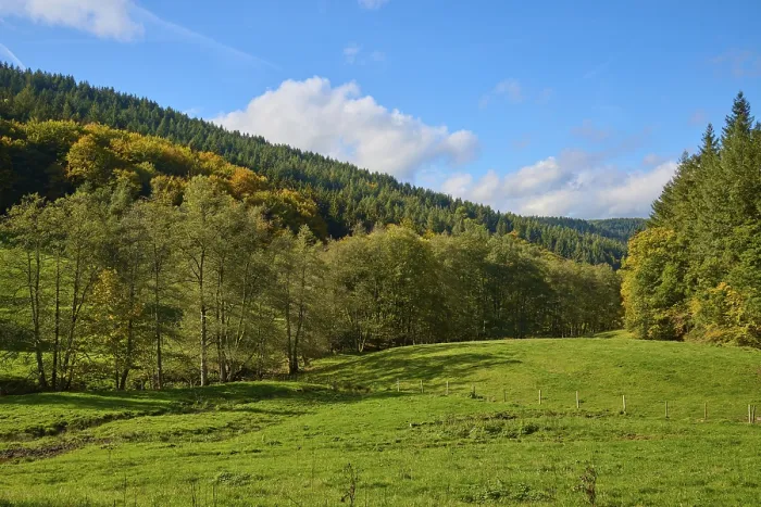 Gerahmter Druck : Wiesenlandschaft, Wald, Himmel, Wolken. Gerahmter Druck : Wiesenlandschaft, Wald, Himmel, Wolken.