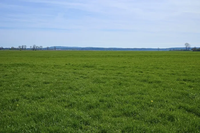 Gerahmter Druck : Wiesenlandschaft, Gras, Frühling. Gerahmter Druck : Wiesenlandschaft, Gras, Frühling.