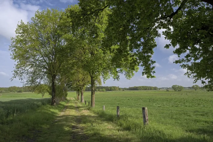 Gerahmter Druck : Wiesenlandschaft mit einzelnen Bäumen. Gerahmter Druck : Wiesenlandschaft mit einzelnen Bäumen.