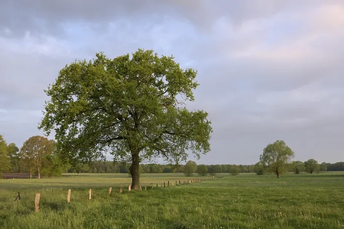 Gerahmter Druck : Wiesenlandschaft mit einzelnen Bäumen. Gerahmter Druck : Wiesenlandschaft mit einzelnen Bäumen.