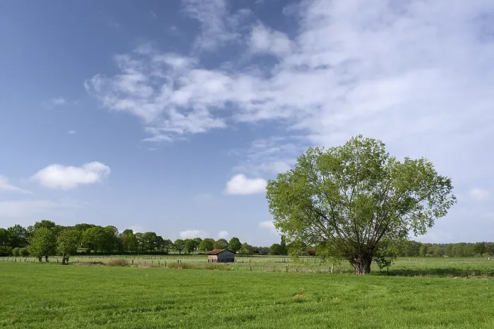 Gerahmter Druck : Wiesenlandschaft mit Einzelbäumen. Gerahmter Druck : Wiesenlandschaft mit Einzelbäumen.