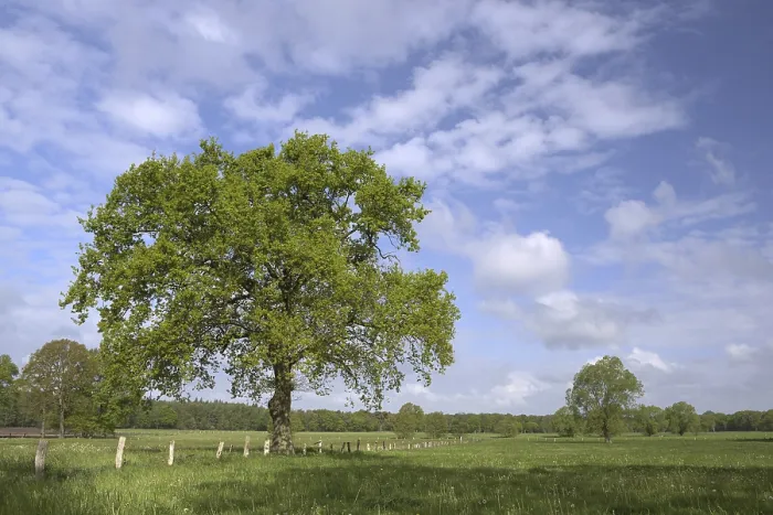 Gerahmter Druck : Wiesenlandschaft mit Einzelbäumen. Gerahmter Druck : Wiesenlandschaft mit Einzelbäumen.