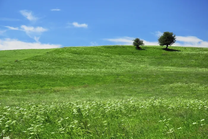 Gerahmter Druck : Wiesenlandschaft im Sommer. Gerahmter Druck : Wiesenlandschaft im Sommer.