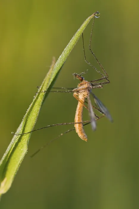 Gerahmter Druck : Wiesen-Grubenfliege (Tipula palidosa) Gerahmter Druck : Wiesen-Grubenfliege (Tipula palidosa)