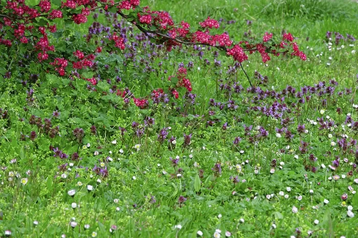 Gerahmter Druck : Frühlingswiese in Deutschland Gerahmter Druck : Frühlingswiese in Deutschland