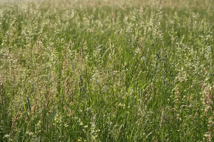 Gerahmter Druck : Frühlingslandschaft in der GroBheubachwiese, Miltenberg, Spessart, Bayern Gerahmter Druck : Frühlingslandschaft in der GroBheubachwiese, Miltenberg, Spessart, Bayern