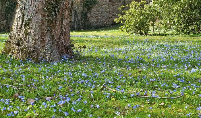 Gerahmter Druck : Wiese mit Schachblumen (Scilla) Gerahmter Druck : Wiese mit Schachblumen (Scilla)