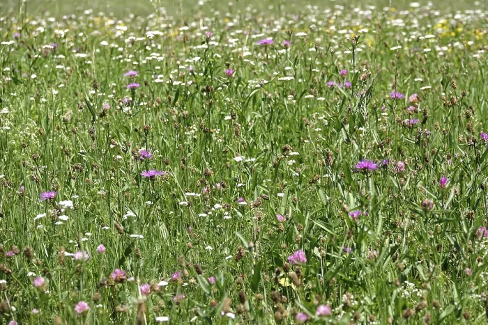 Gerahmter Druck : Sommerwiese in Deutschland Gerahmter Druck : Sommerwiese in Deutschland