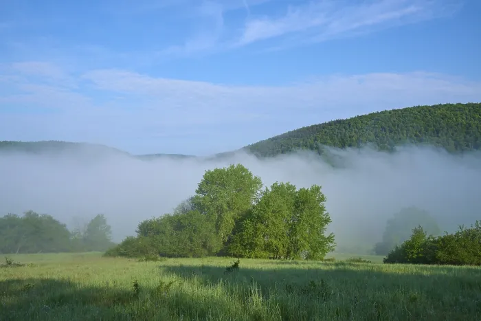 Gerahmter Druck : Wiese, Baum, Hecken, Nebel, Wolken Gerahmter Druck : Wiese, Baum, Hecken, Nebel, Wolken
