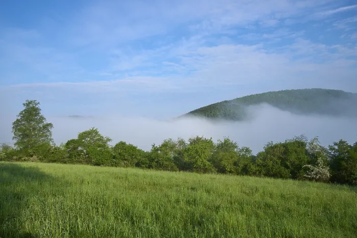 Gerahmter Druck : Wiese, Baum, Hecken, Nebel, Wolken Gerahmter Druck : Wiese, Baum, Hecken, Nebel, Wolken