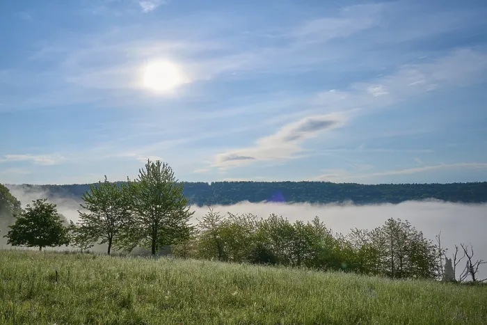 Gerahmter Druck : Wiese, Baum, Hecken, Nebel, Wolken Gerahmter Druck : Wiese, Baum, Hecken, Nebel, Wolken