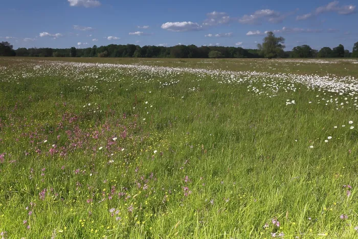 Gerahmter Druck : Frühlingswiesen mit Butterblumen, Kampanulengewächsen und Blaurotenen in der Biosphärenreservat Mittelelbe, Sachsen-Anhalt, Deutschland Gerahmter Druck : Frühlingswiesen mit Butterblumen, Kampanulengewächsen und Blaurotenen in der Biosphärenreservat Mittelelbe, Sachsen-Anhalt, Deutschland