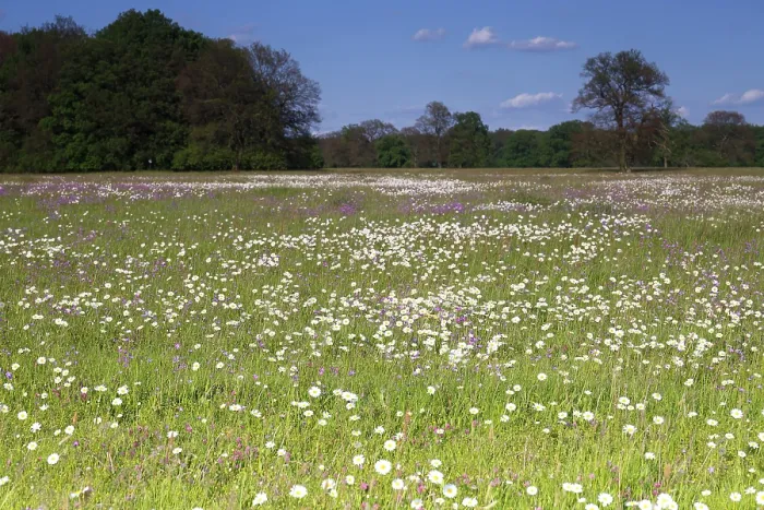 Gerahmter Druck : Frühlingswiesen mit Butterblumen, Knabenkraut und Himmelsleuchtern in der Biosphärenreservat Mittelelbe, Sachsen-Anhalt, Deutschland Gerahmter Druck : Frühlingswiesen mit Butterblumen, Knabenkraut und Himmelsleuchtern in der Biosphärenreservat Mittelelbe, Sachsen-Anhalt, Deutschland