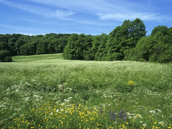 Gerahmter Druck : Wiesen im Sommer, Thüringen, Deutschland. Gerahmter Druck : Wiesen im Sommer, Thüringen, Deutschland.
