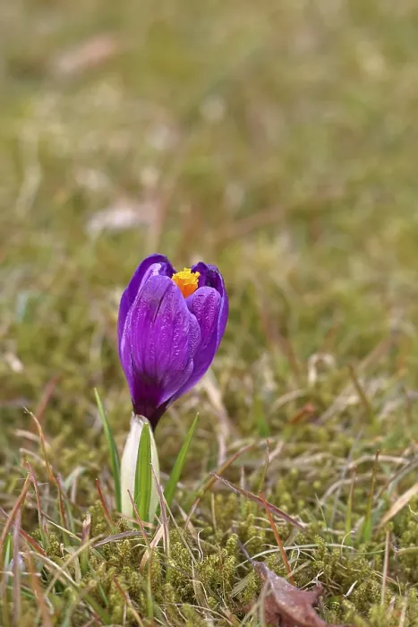 Gerahmter Druck : Krokus (Crocus) im Frühling in einem Wiesengrund. Gerahmter Druck : Krokus (Crocus) im Frühling in einem Wiesengrund.