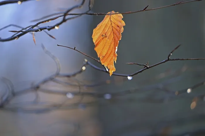 Gerahmter Druck : Blatt aus einem Buchenbaum im Rücklicht. Gerahmter Druck : Blatt aus einem Buchenbaum im Rücklicht.