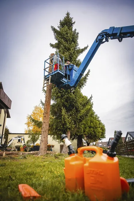 Gerahmter Druck : Arbeiter auf Kran entfernen Äste eines Baumes. Gerahmter Druck : Arbeiter auf Kran entfernen Äste eines Baumes.