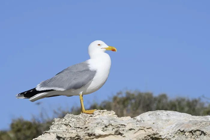Gerahmter Druck : Mittelmeerseeschwalbe (Larus michahellis) Gerahmter Druck : Mittelmeerseeschwalbe (Larus michahellis)